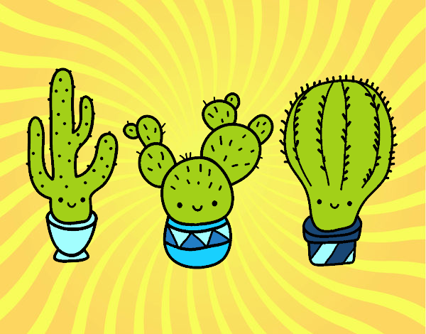 3 mini cactus