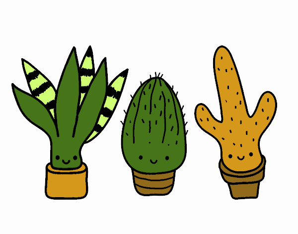 Mini cactus