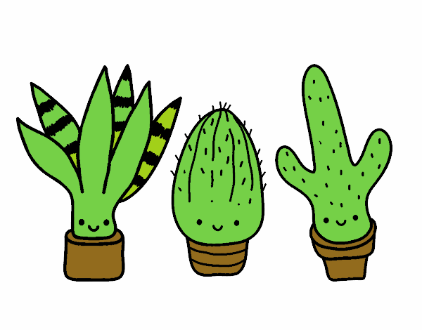 el mundo lindo de los cactus