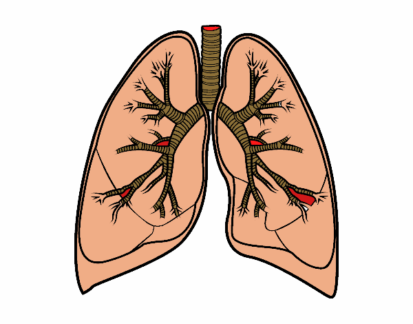 Pulmones y bronquios