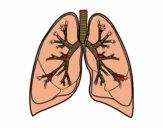 Pulmones y bronquios