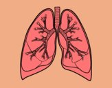 Pulmones y bronquios