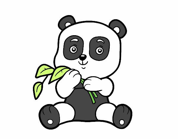 Un oso panda