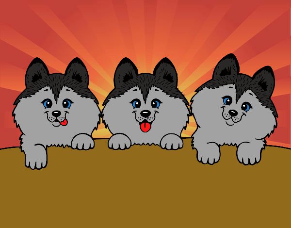 3 perritos