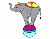 Elefante equilibrista