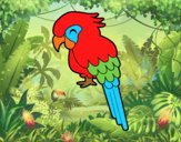 Guacamayo