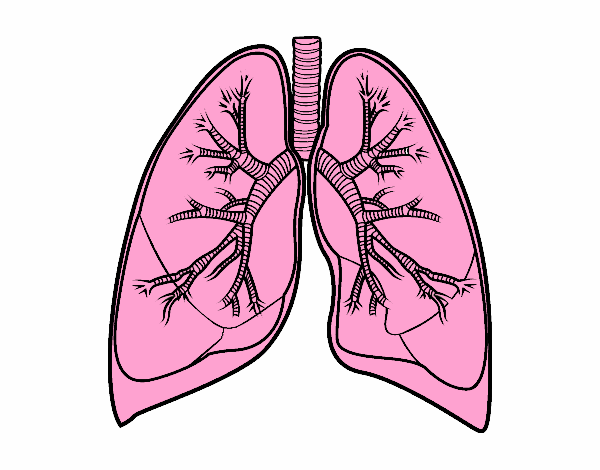 Pulmones y bronquios