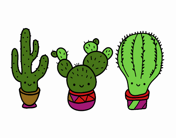 3 mini cactus