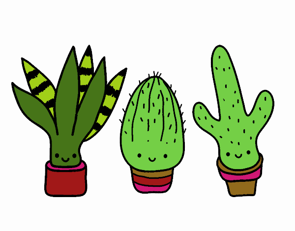 Mini cactus