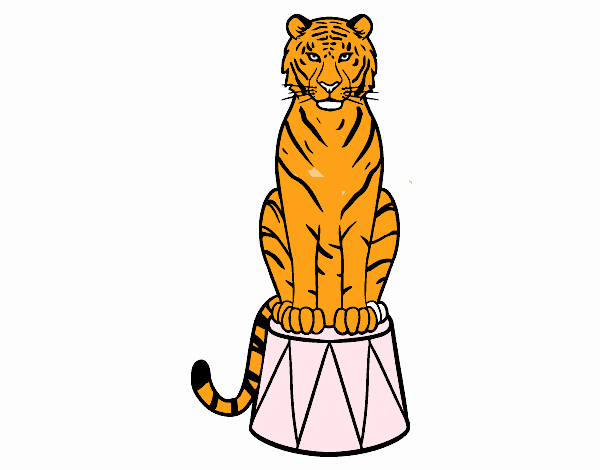 Tigre de circo