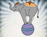 Elefante equilibrista