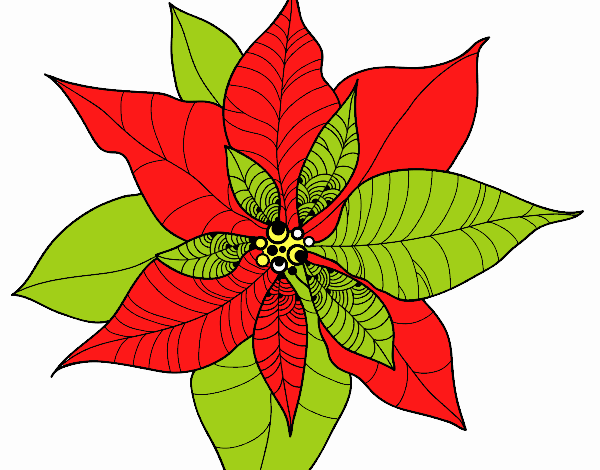 Flor de poinsetia