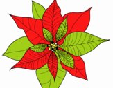 Flor de poinsetia