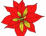 Flor de poinsetia