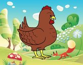 Gallina de una granja