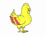 Gallina de una granja