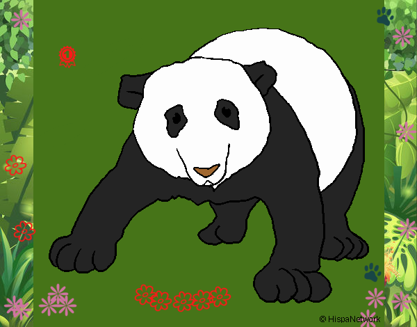 Oso panda 1