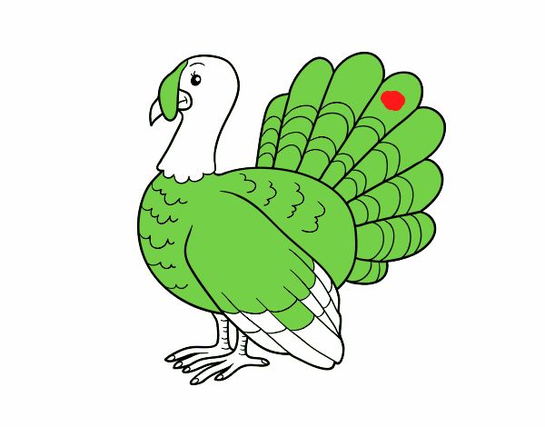 Pavo común