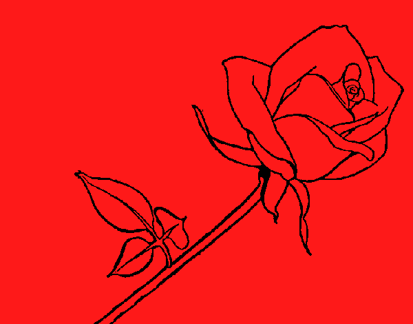 la rosa roja