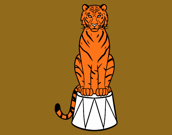 Tigre de circo