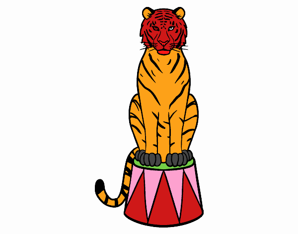 Tigre de circo