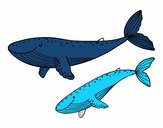 Ballenas