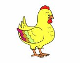 Gallina de una granja