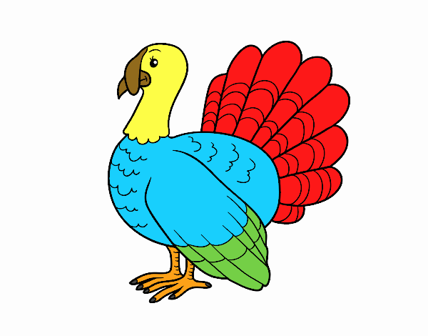 Pavo común