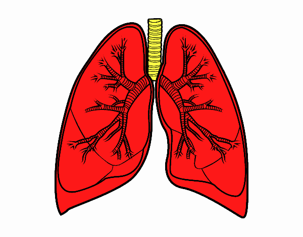 Pulmones y bronquios