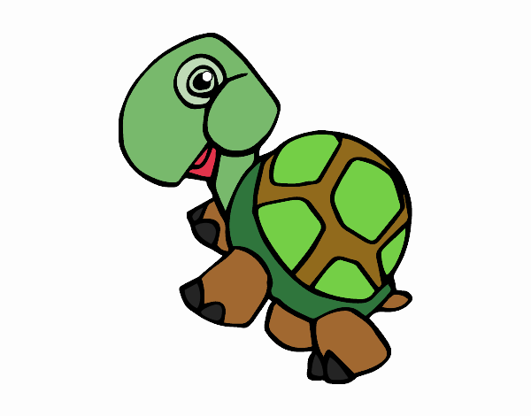 Tortuga terrestre