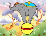 Elefante equilibrista