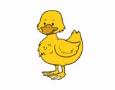 Patito de granja