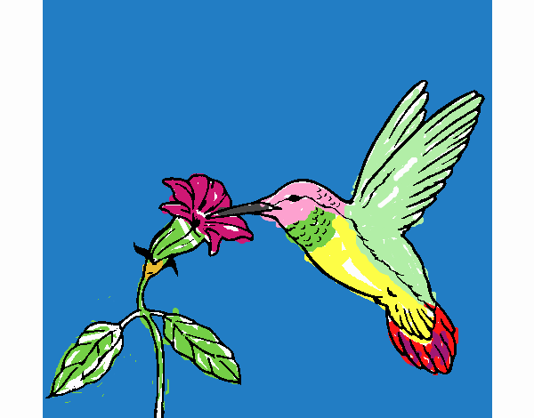 Colibrí y una flor