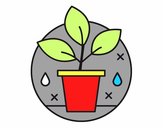 Cultivo Ecológico