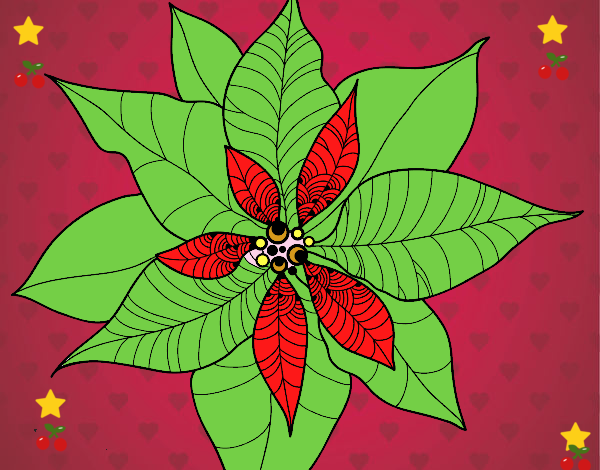 Flor de poinsetia