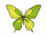 Mariposa tropical