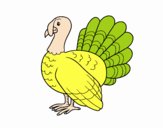 Pavo común