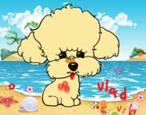 Cachorro de poodle