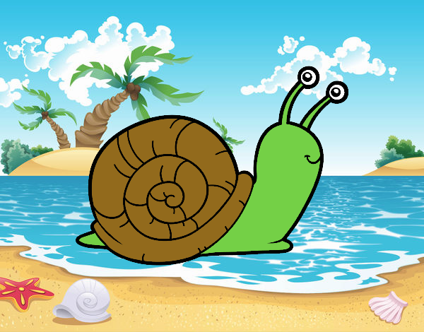 caracol en la playa