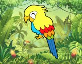 Guacamayo