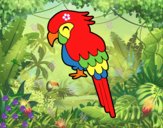 Guacamayo