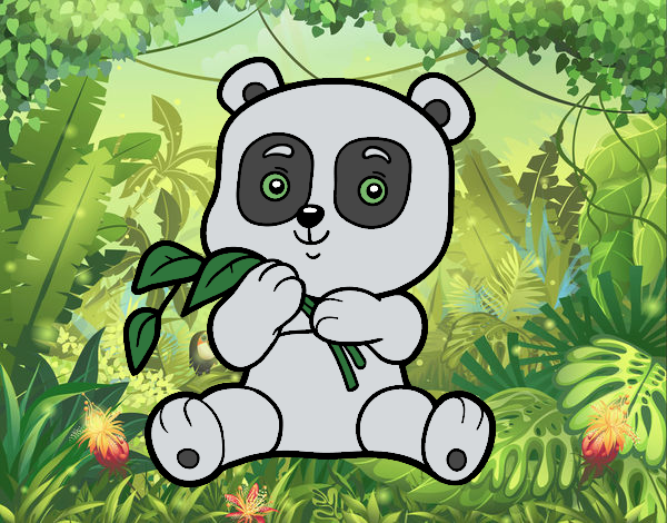 Oso Panda