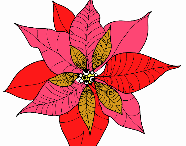 Flor de poinsetia