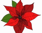 Flor de poinsetia