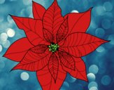 Flor de poinsetia