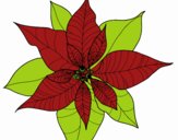 Flor de poinsetia