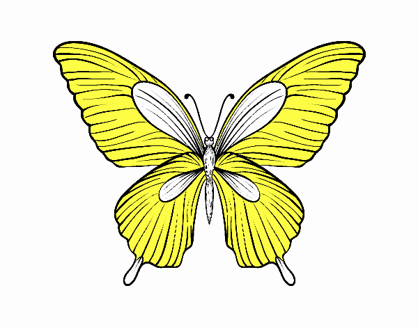 Mariposa tropical