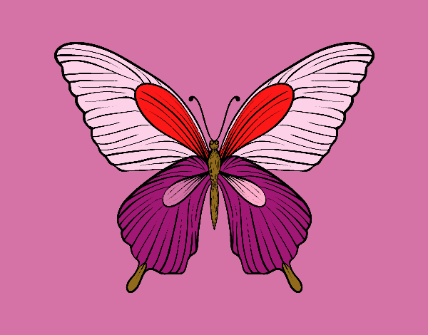 Mariposa tropical