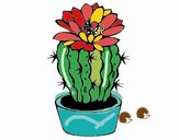 Cactus con flor