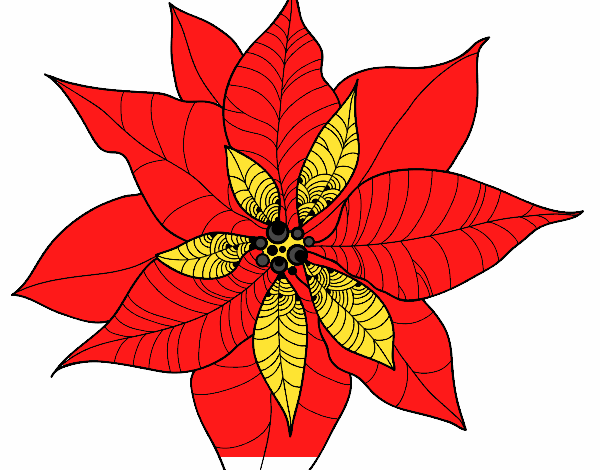 Flor de poinsetia